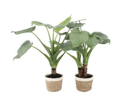Alocasia Cucullata + pot à fleurs Noah Korb 50cm 2 pièces 1