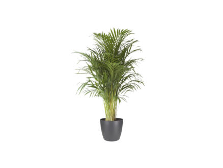 Areca Palm 120cm + Elho bloempot antraciet 1