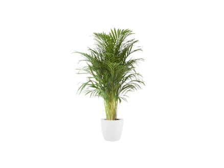Areca Palm 120cm + Elho bloempot wit 1