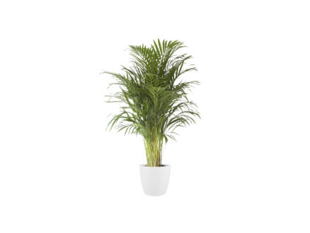 Areca Palm 120cm + pot à fleurs Elho blanc 1
