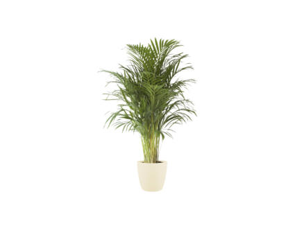 Areca Palm 120cm + pot à fleurs Elho crème 1