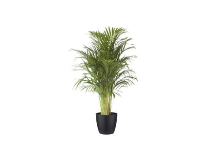 Areca Palm 120cm + pot à fleurs Elho noir 1