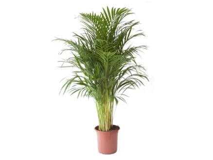 Areca Palm 120cm 1