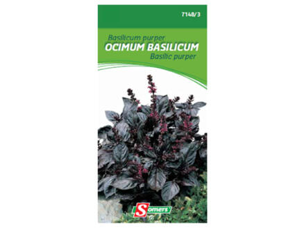 Basilic pourpre Ocimum Basilicum 1