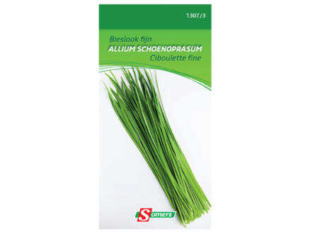 Bieslook fijn Allium Schoenoprasum 1