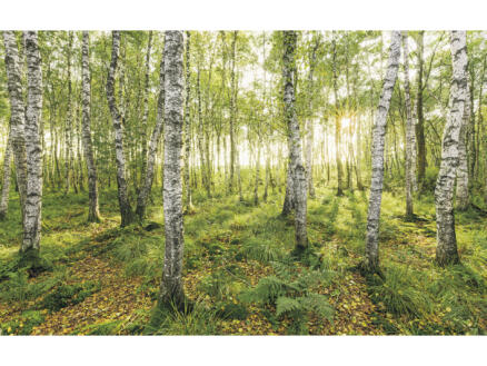 Komar Birch Trees digitaal fotobehang vlies 4 stroken 1