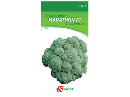 Broccoli groen Marathon F1 1