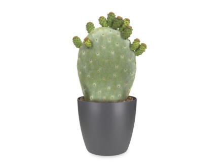 Cactus Opuntia Ficus-Indica 40cm + pot à fleurs Elho anthracite 1