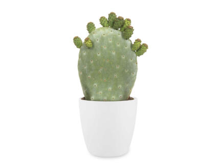 Cactus Opuntia Ficus-Indica 40cm + pot à fleurs Elho blanc 1