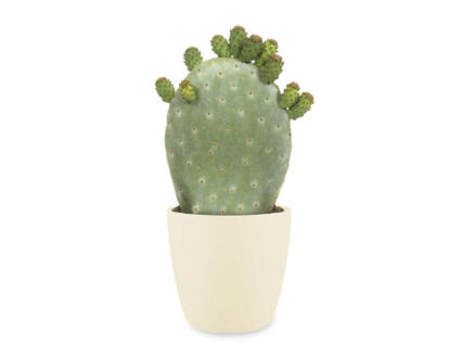 Cactus Opuntia Ficus-Indica 40cm + pot à fleurs Elho crème 1