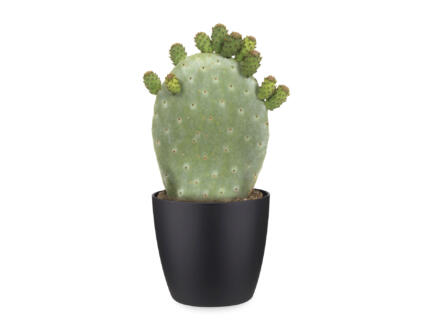 Cactus Opuntia Ficus-Indica 40cm + pot à fleurs Elho noir 1