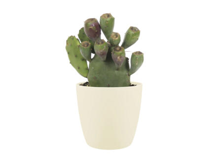Cactus Opuntia Vulgaris 30cm + Elho bloempot crème 1