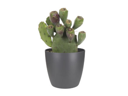 Cactus Opuntia Vulgaris 30cm + pot à fleurs Elho anthracite 1