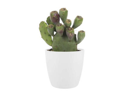Cactus Opuntia Vulgaris 30cm + pot à fleurs Elho blanc 1