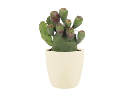Cactus Opuntia Vulgaris 30cm + pot à fleurs Elho crème 1