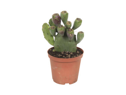 Cactus Opuntia Vulgaris 30cm 1