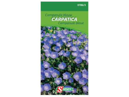 Campanula blauw Carpatica 1