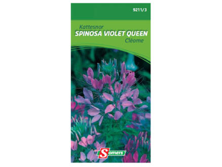 Cléome Spinosa Violet Queen 1
