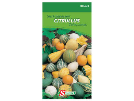 Coloquintes Citrullus 1