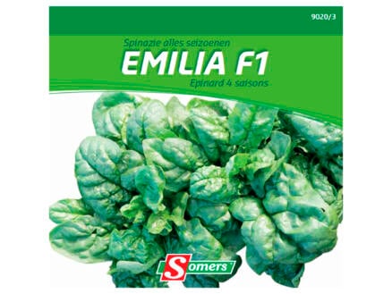 Epinard toutes saisons Emilia F1 1