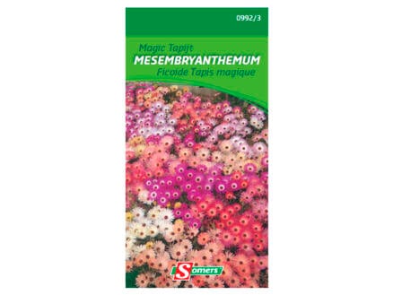 Ficoide Tapis magique Mesembryanthemum 1