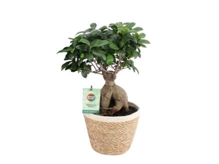 Ficus Ginseng 50cm + pot à fleurs Noah Korb 1