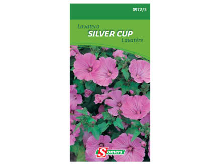 Lavatera Silver Cup 1