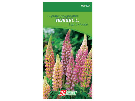 Lupin vivace Russel L. 1
