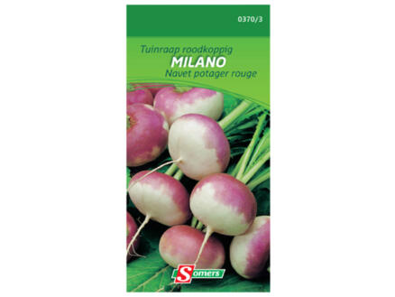 Navet potager rouge Milano 1