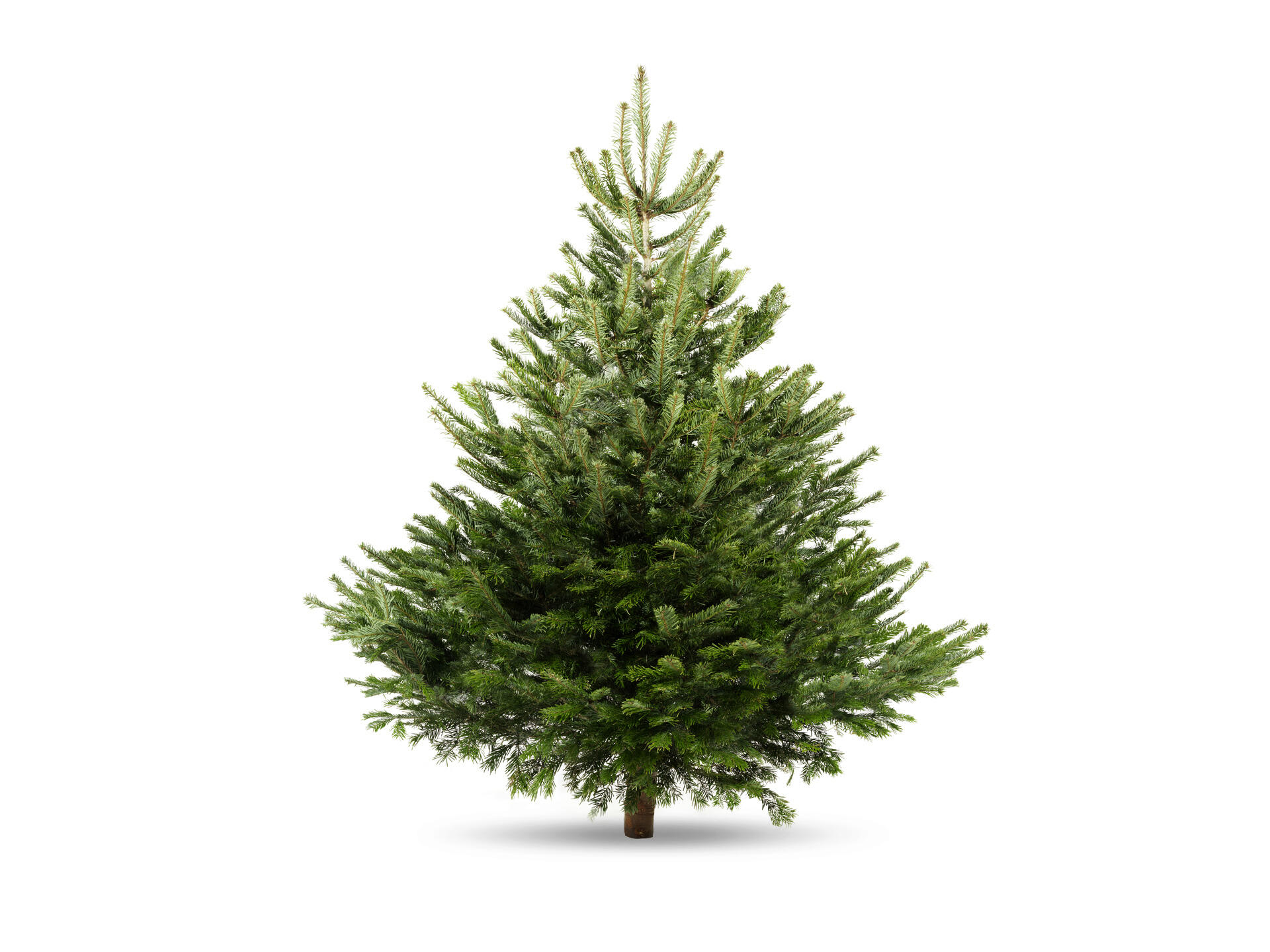 residentie vasteland Convergeren Nordmann kerstboom A-kwaliteit gezaagd 150-175 cm | Hubo