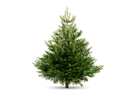 Nordmann kerstboom A-kwaliteit gezaagd 150-175 cm 1