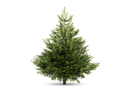 Nordmann kerstboom A-kwaliteit gezaagd 175-200 cm 1