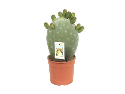 Opuntia cactus ficus inica 40cm 1