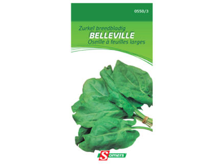 Oseille à feuilles larges Belleville 1