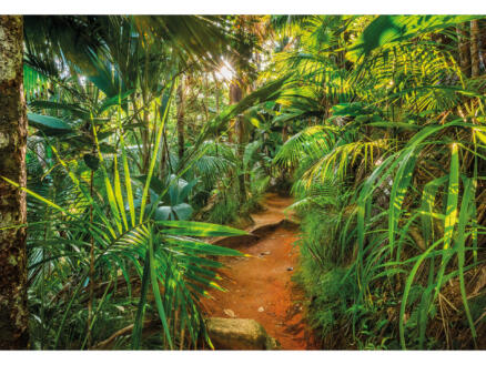 Komar Papier peint photo 8 bandes Jungle Trail