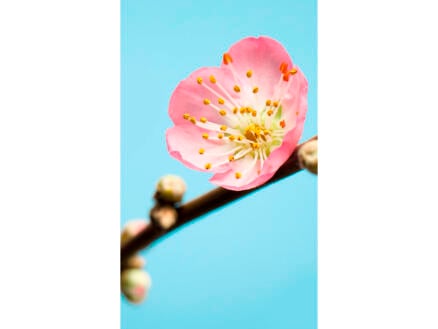 Komar Peach Blossom fotobehang vlies 3 stroken 1