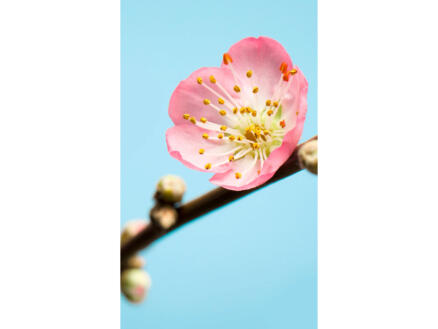 Komar Peach Blossom intissé photo 3 bandes 1