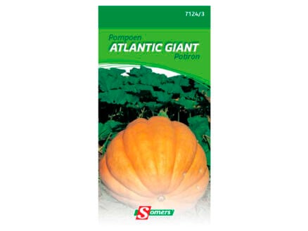 Pompoen Atlantic Giant 1