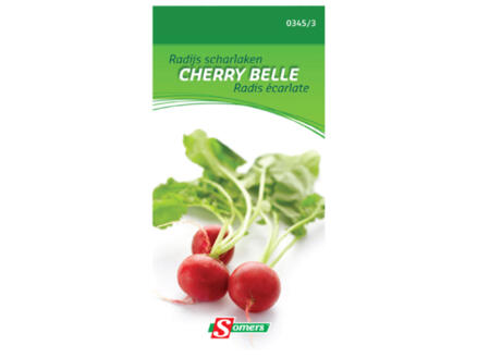 Radis écarlate Cherry Belle 1