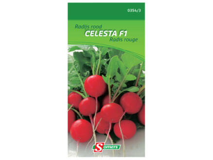 Radis rouge Celesta F1 1