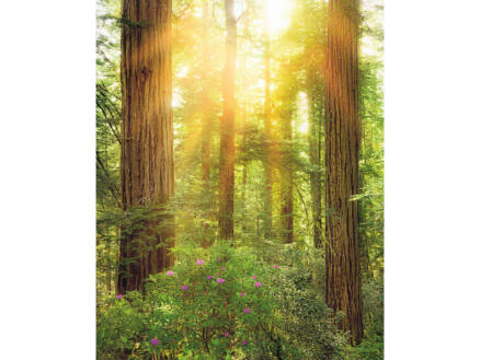Komar Redwood digitaal fotobehang vlies 2 stroken 1