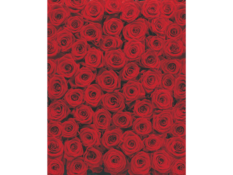 Komar Roses papier peint photo 4 bandes