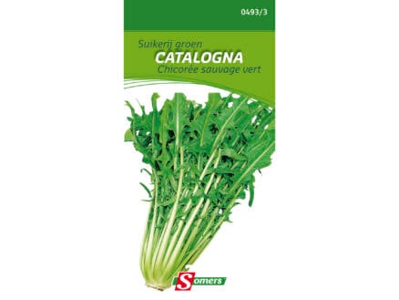 Semences chicorée sauvage vert Catalogna 1