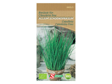 Sémences ciboulette fine Allium Schoenoprasum Bio 1