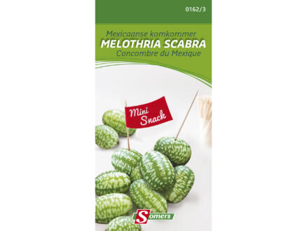 Semences concombre du Mexique Melothria Scabra 1