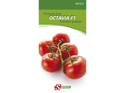 Semences tomate grappe Octavia F1 1
