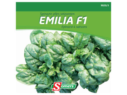 Spinazie alle seizoenen Emilia F1 1