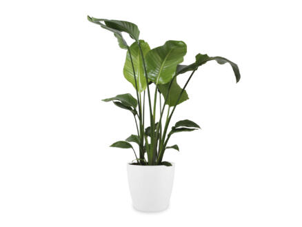 Strelitzia Nicolai 100cm + pot à fleurs Elho blanc 1