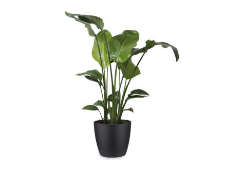 Strelitzia Nicolai 100cm + pot à fleurs Elho noir 1