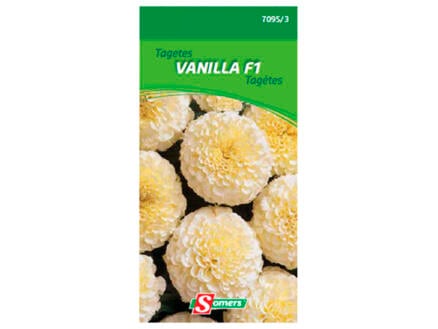 Tagetes Vanilla F1 1